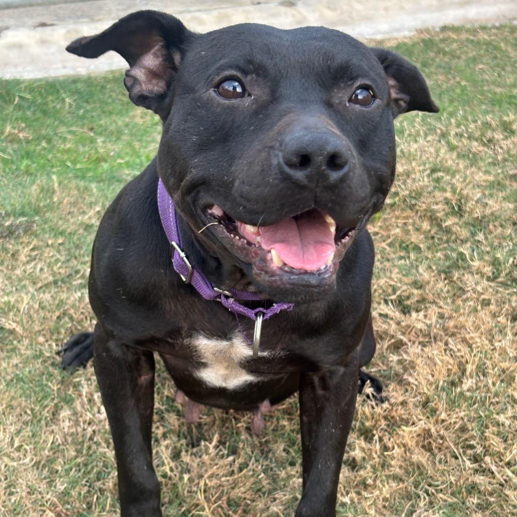 Enlarge Mazoria, a Adoptable mixed breed in League City, TX image 6/6