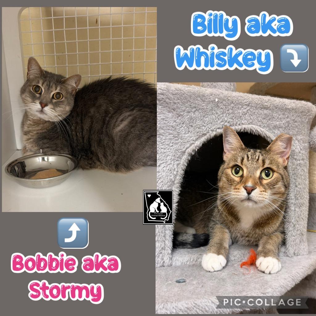 Billy-Whiskey, Adoptable, Adult Male Domestic Short Hair & Russian Blue.