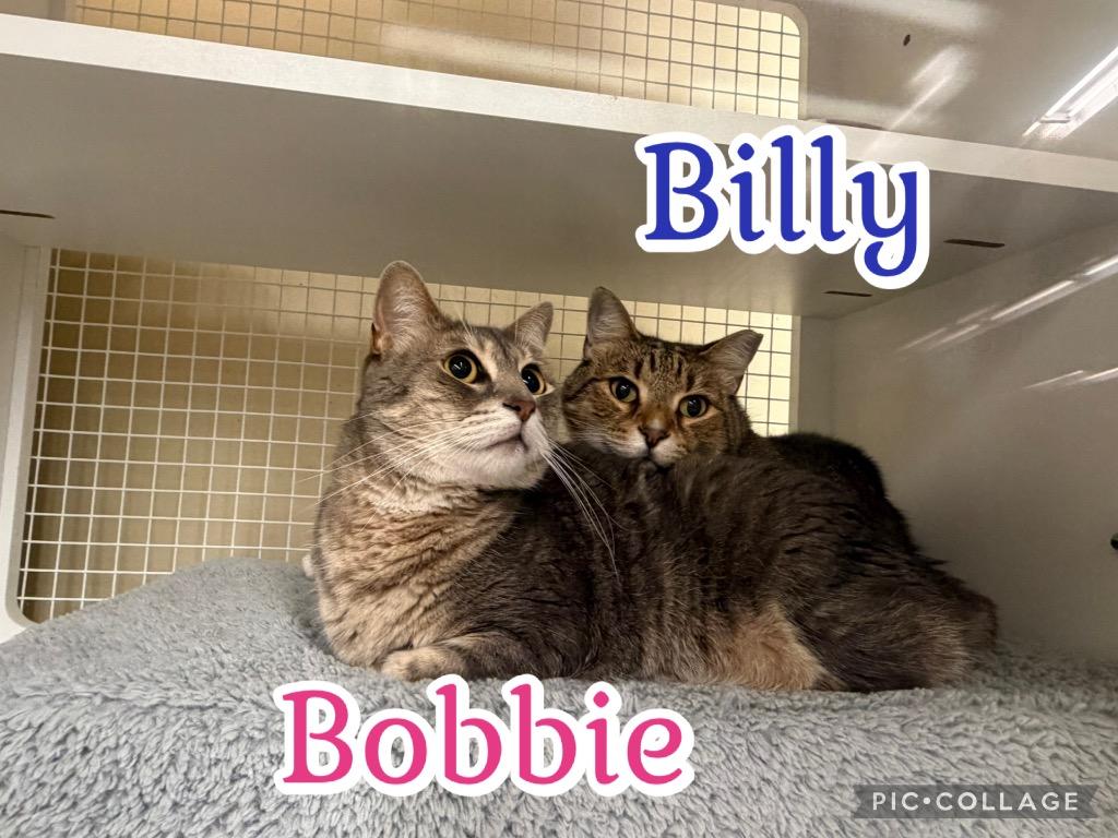 Enlarge Billy-Whiskey, a Adoptable mixed breed in Fort Oglethorpe, GA image 2/3