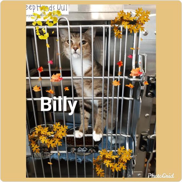 Enlarge Billy-Whiskey, a Adoptable mixed breed in Fort Oglethorpe, GA image 1/1