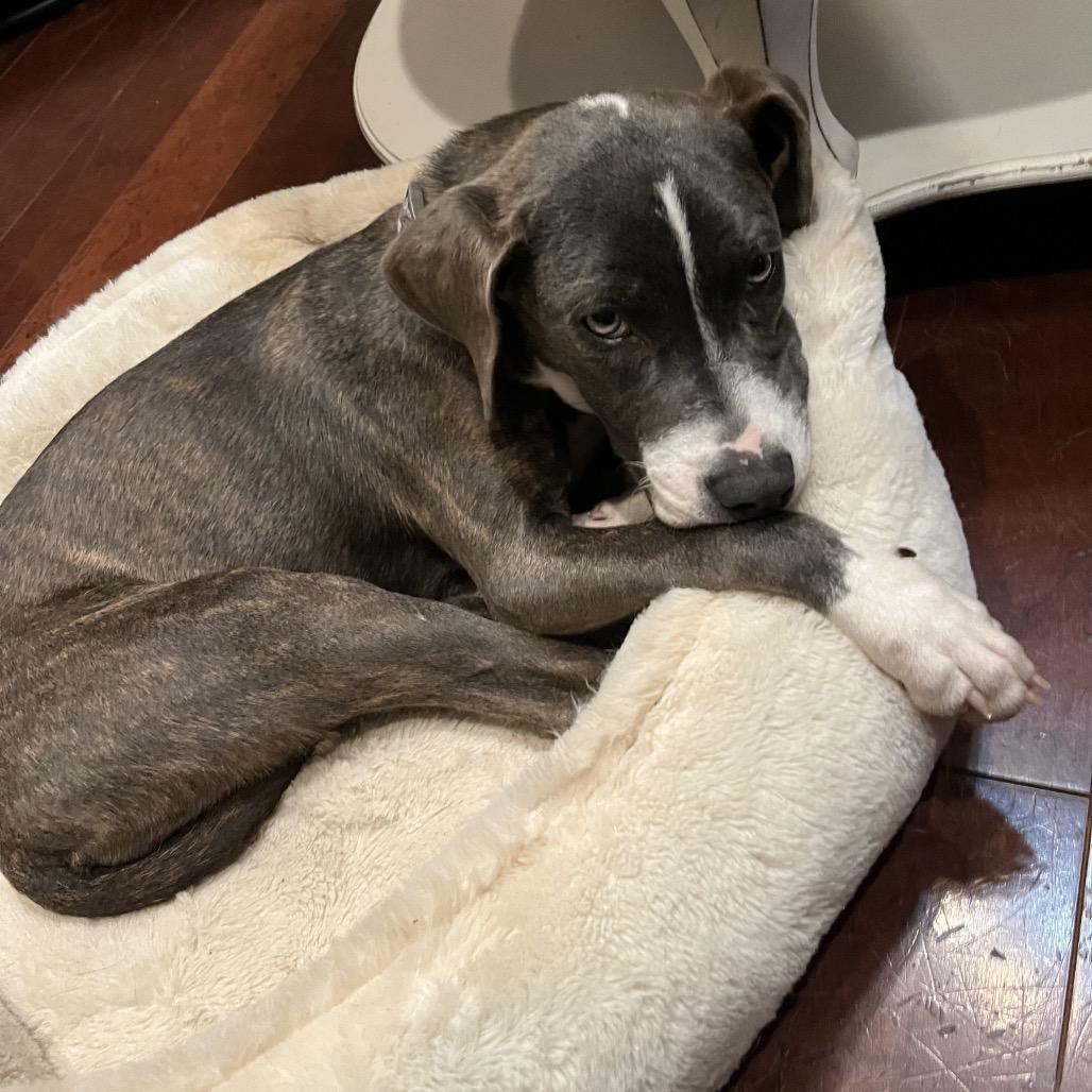 Enlarge Lizzie, a Adoptable mixed breed in Cordova, TN image 1/4