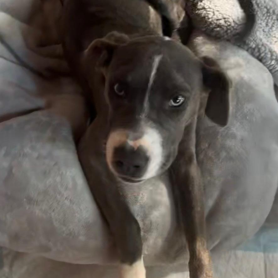 Lizzie, Adoptable, Young Female Boxer & American Staffordshire Terrier.