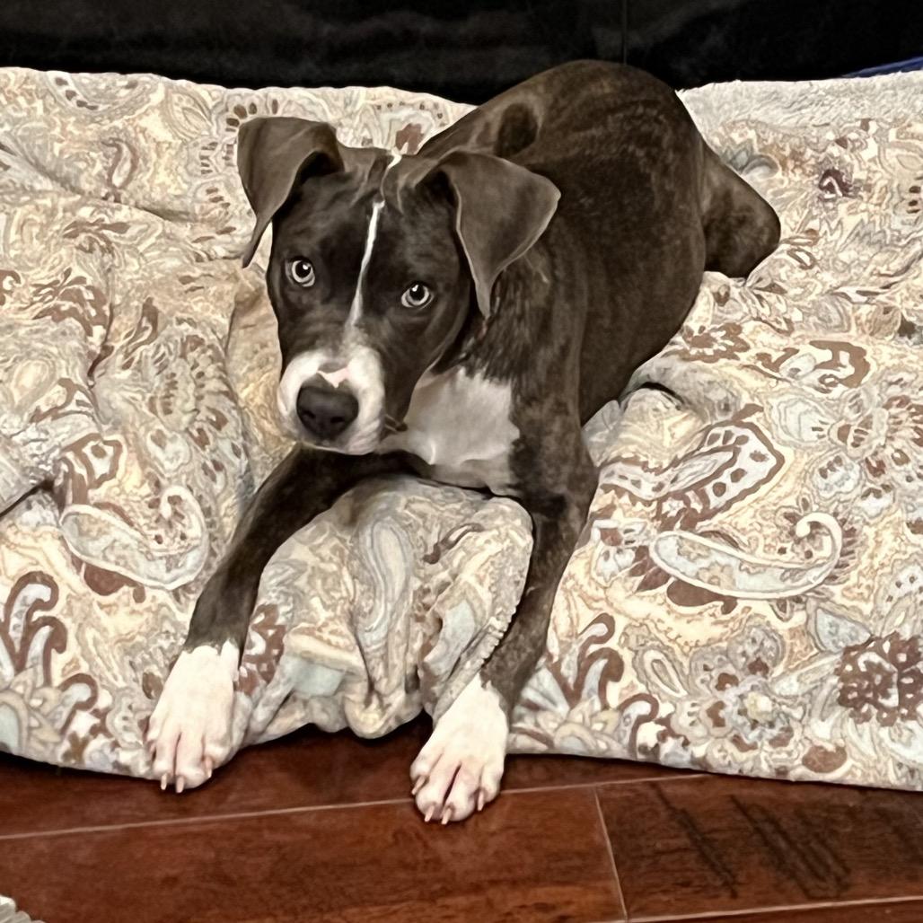 Enlarge Lizzie, a Adoptable mixed breed in Cordova, TN image 3/4