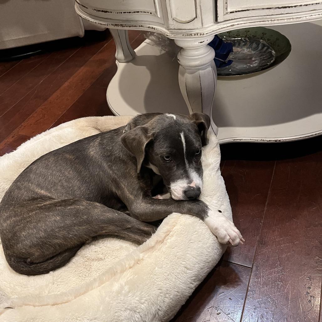 Enlarge Lizzie, a Adoptable mixed breed in Cordova, TN image 4/4