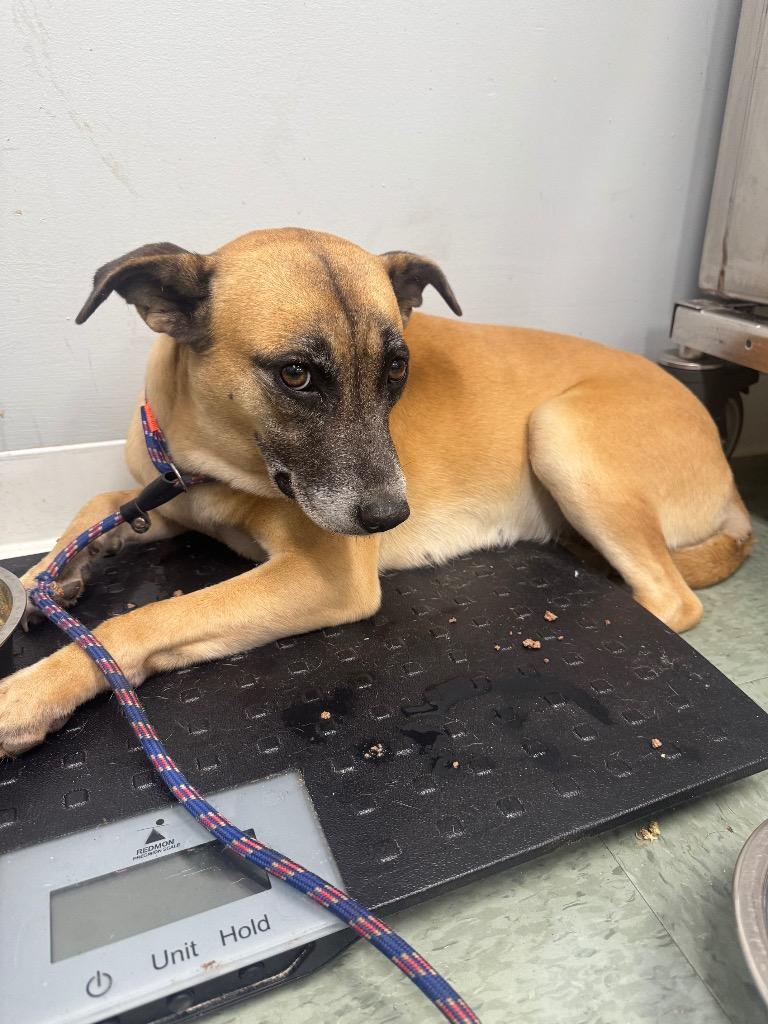 Enlarge Mavis In Foster, a Adoptable Black Mouth Cur in Danielsville, GA image 1/1