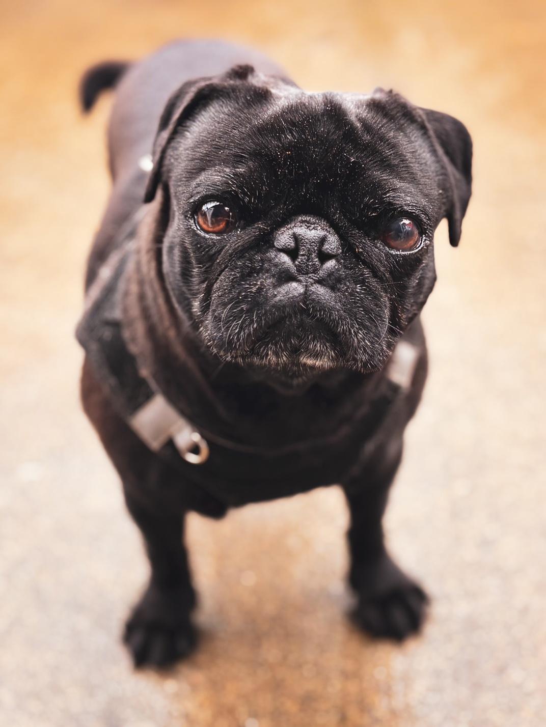 Josephine, Adoptable, Adult Female Pug.