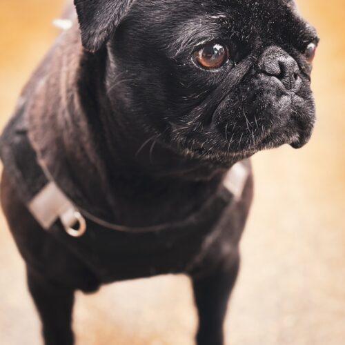 Josephine, Adoptable, Adult Female Pug.