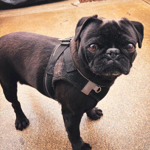 Enlarge Josephine, a Adoptable Pug in Seattle, WA image 2/3