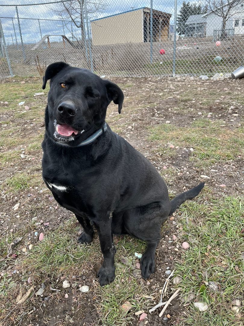 Dog for adoption Marz, a Black Labrador Retriever in Polson, MT Petfinder
