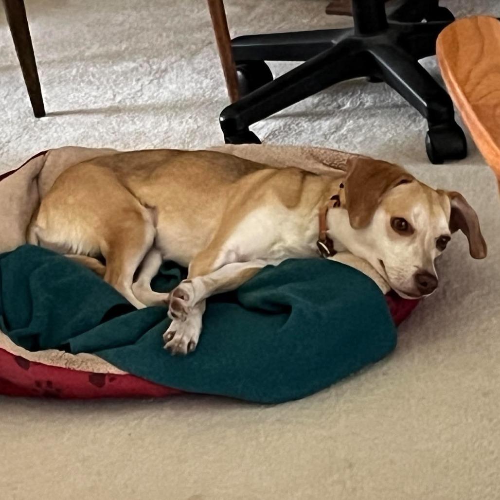 Bella, a Adoptable mixed breed in Bend, OR image 1/6