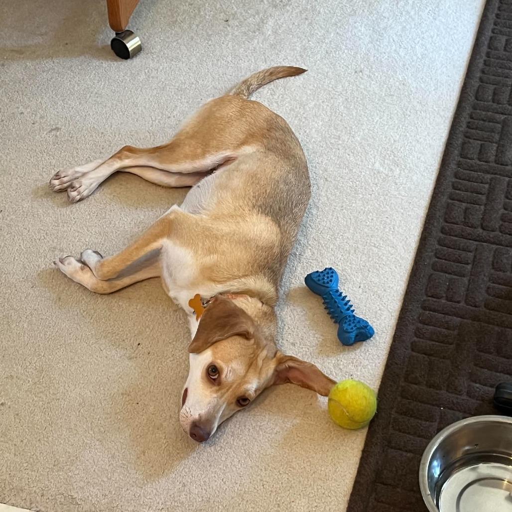 Bella, a Adoptable mixed breed in Bend, OR image 2/6