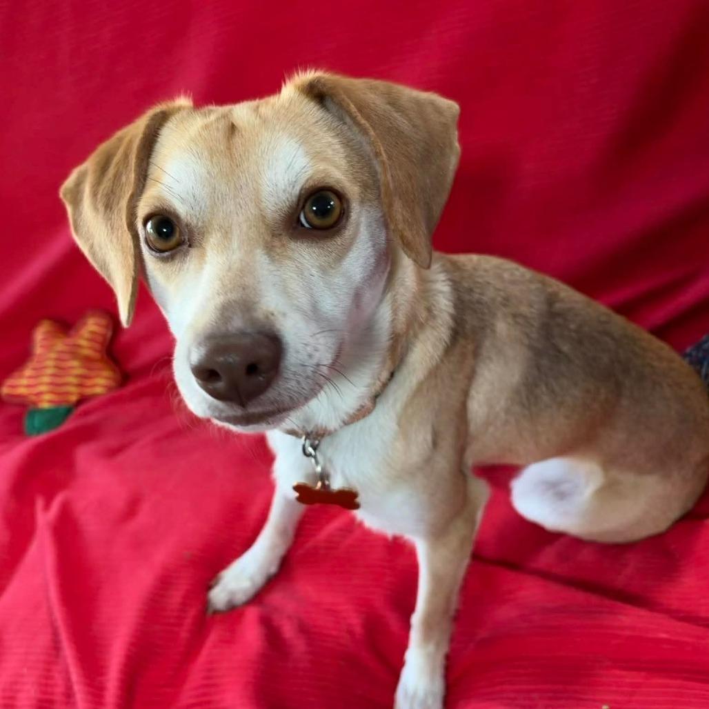 Bella, a Adoptable mixed breed in Bend, OR image 3/6
