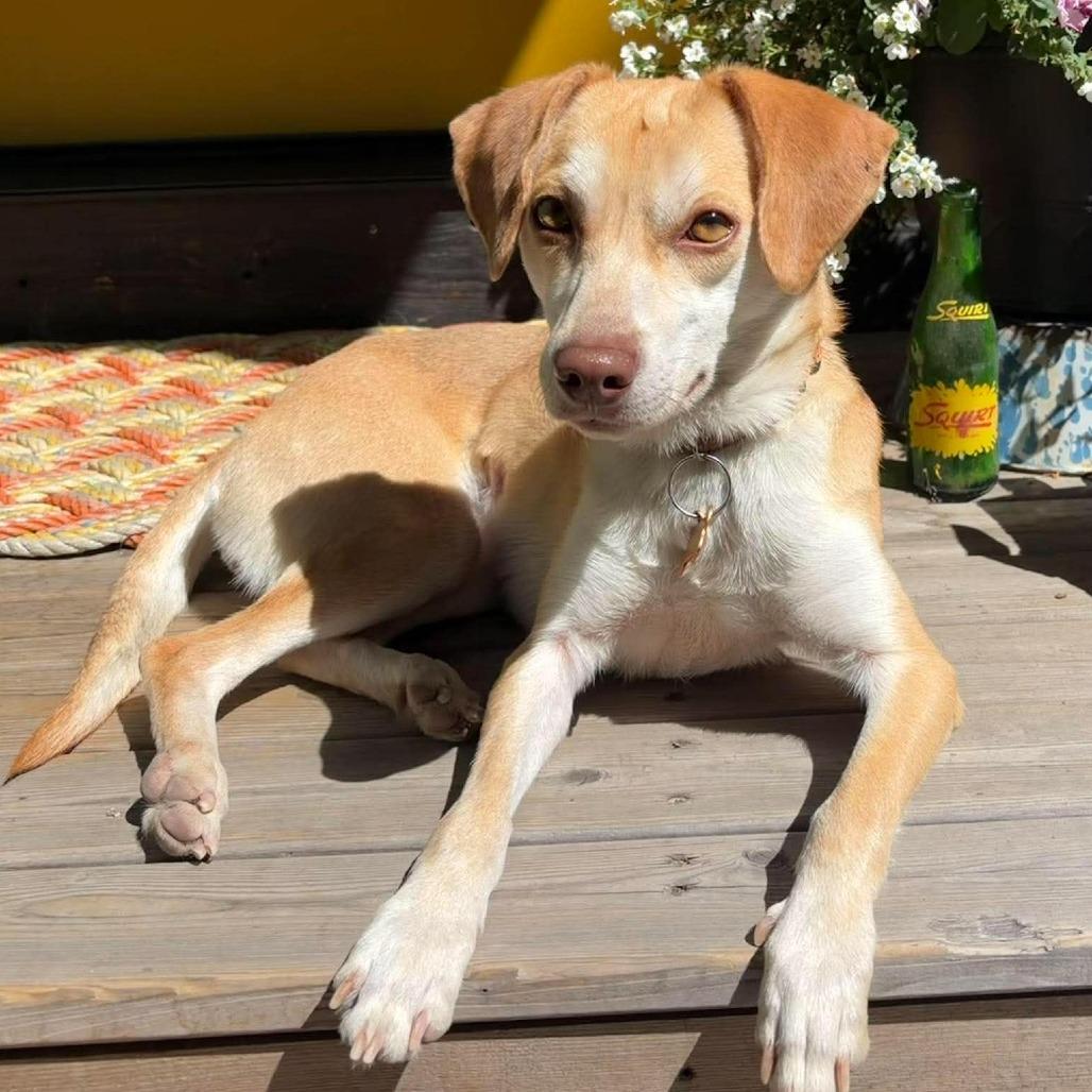 Bella, a Adoptable mixed breed in Bend, OR image 4/6