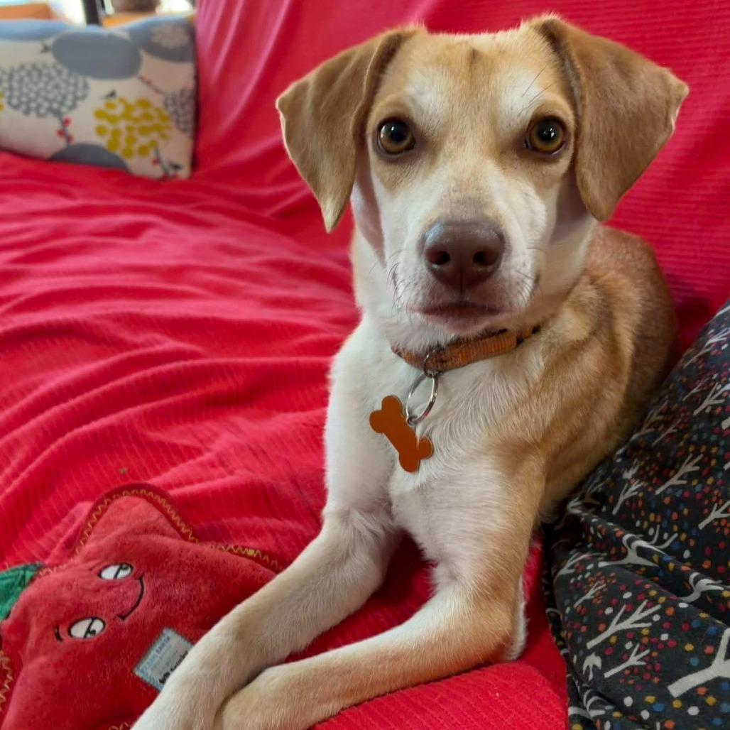Bella, a Adoptable mixed breed in Bend, OR image 5/6