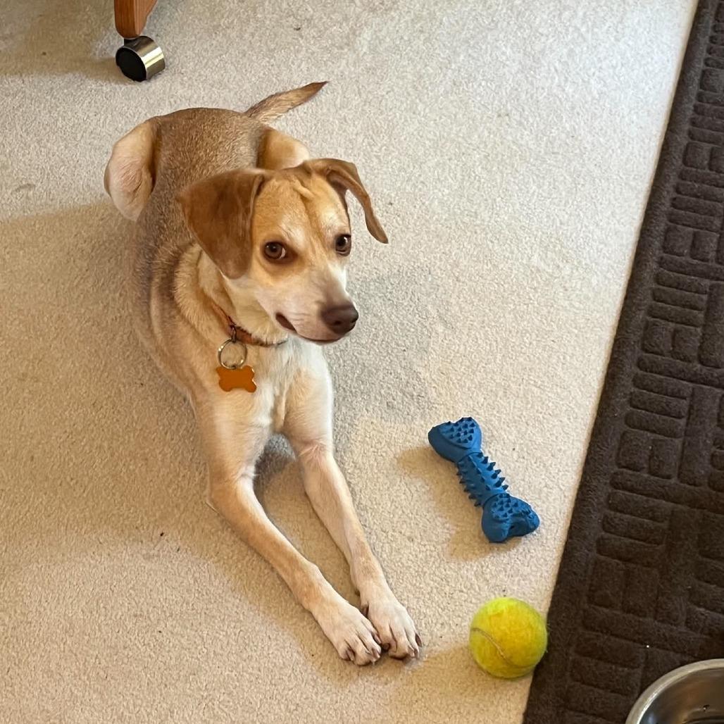 Bella, a Adoptable mixed breed in Bend, OR image 6/6