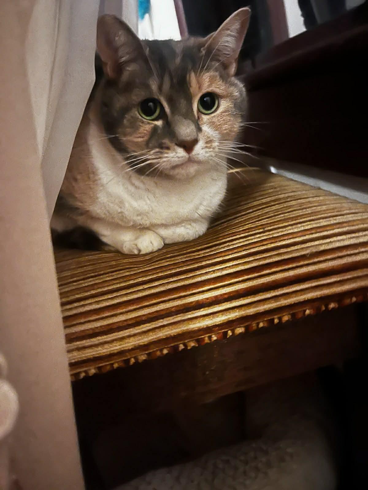 Enlarge Casey, a ADOPTABLE Domestic Short Hair in Westfield, MA image 1/1