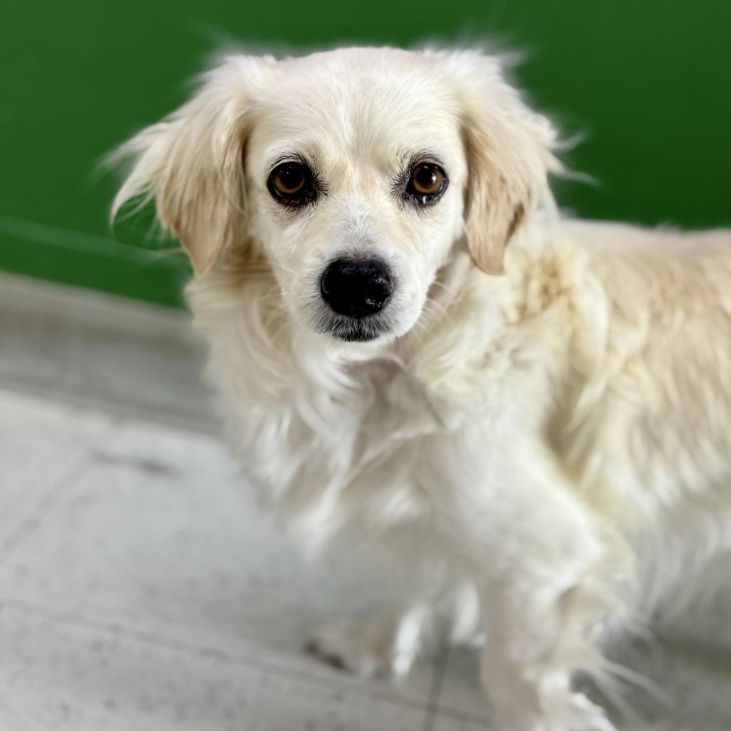 Eden, Adoptable, Adult Female Spaniel & Mixed Breed.