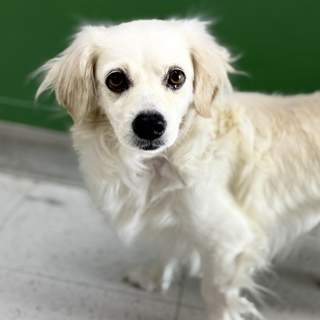 Eden, a Adoptable mixed breed in Fresno, CA image 4/5