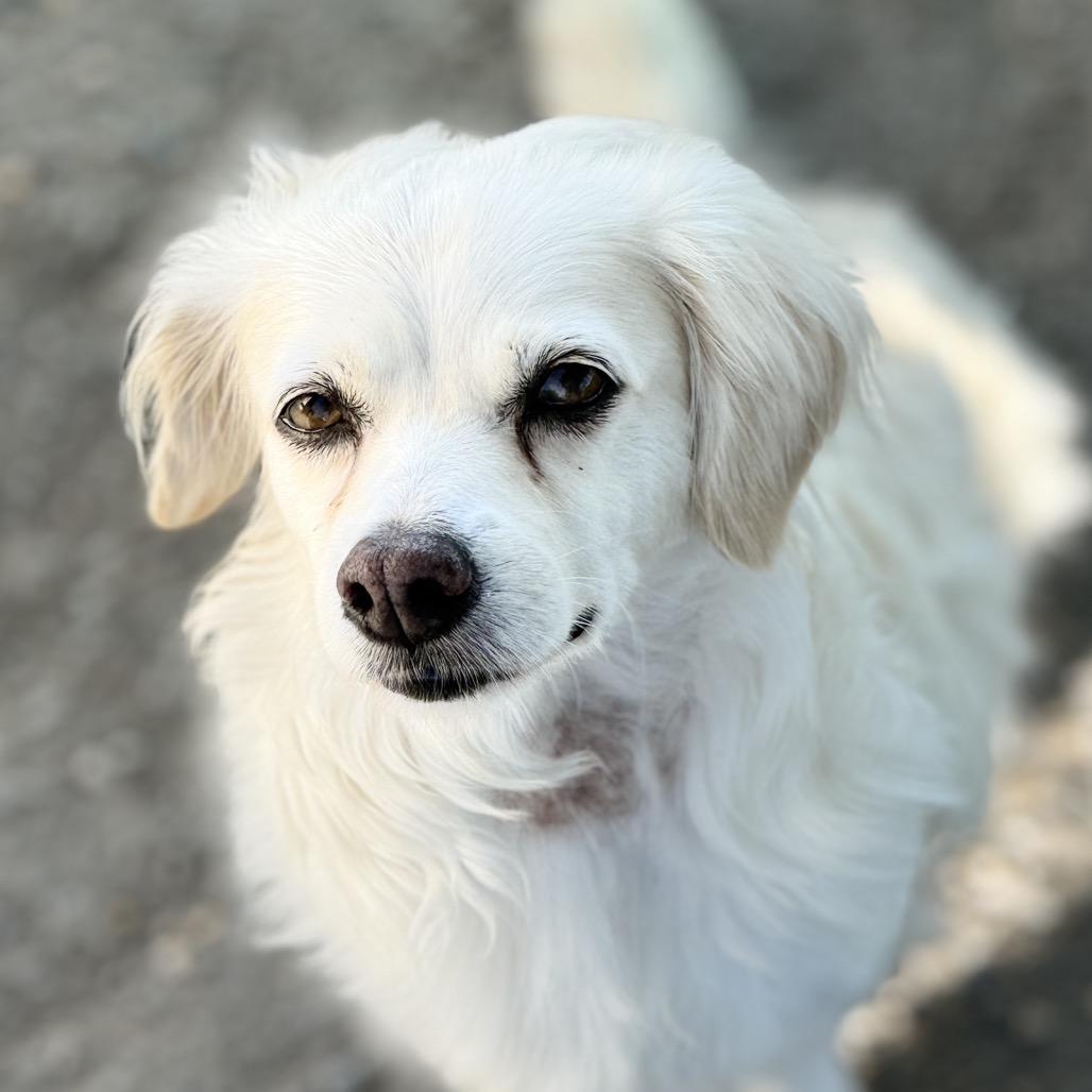 Eden, a Adoptable mixed breed in Fresno, CA image 5/5