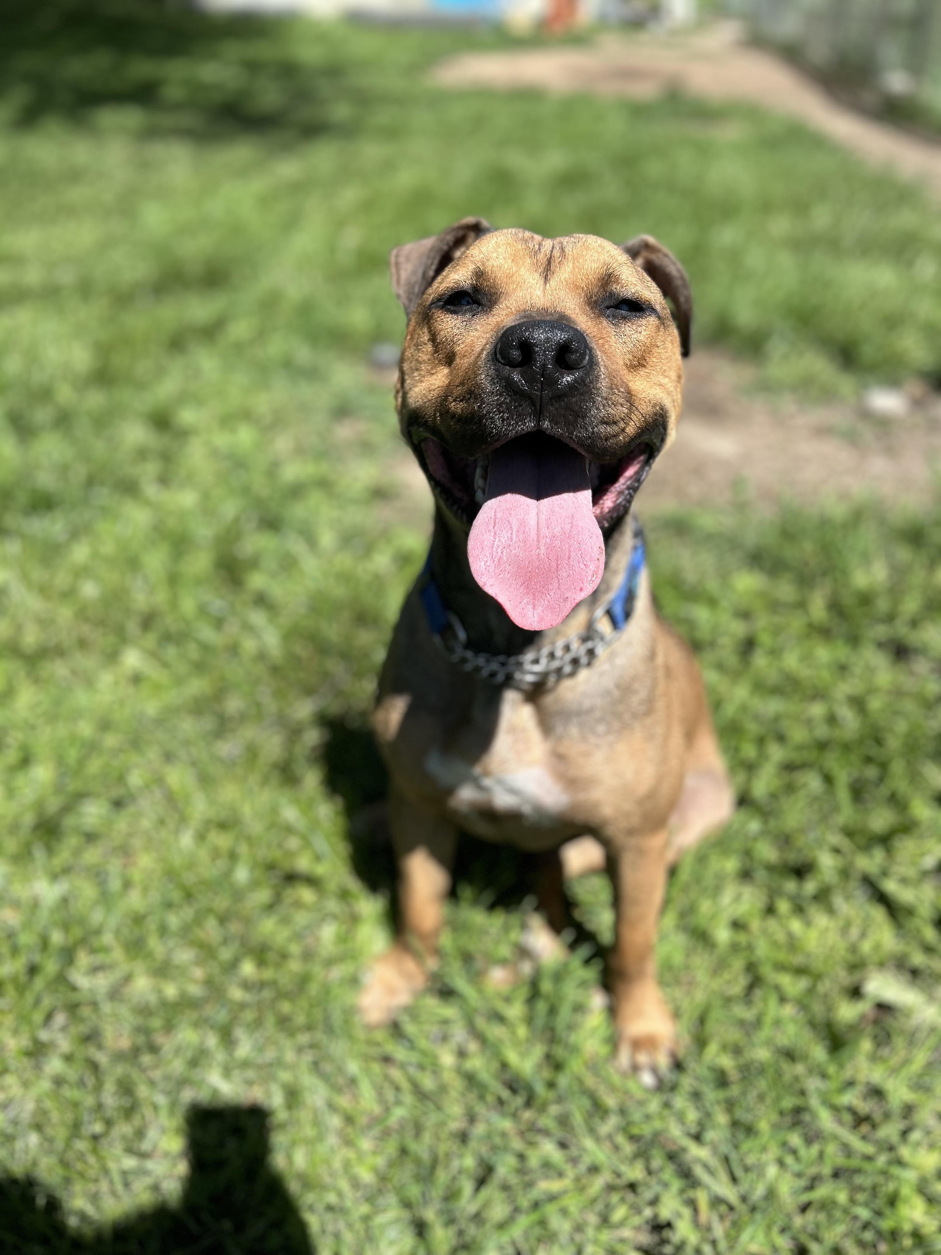 Moose, a Adoptable mixed breed in Brunswick, OH image 4/6