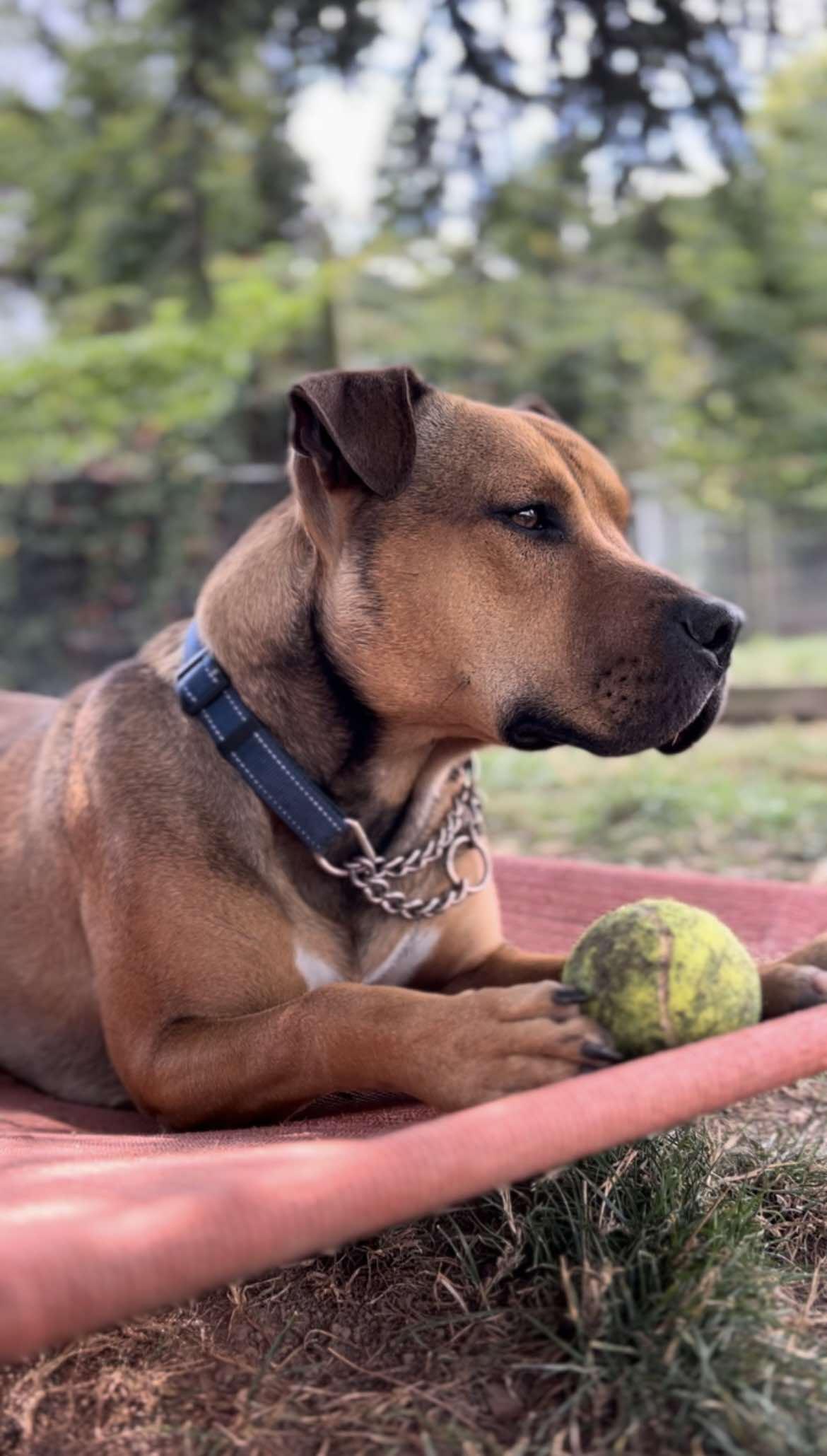 Moose, a Adoptable mixed breed in Brunswick, OH image 5/6