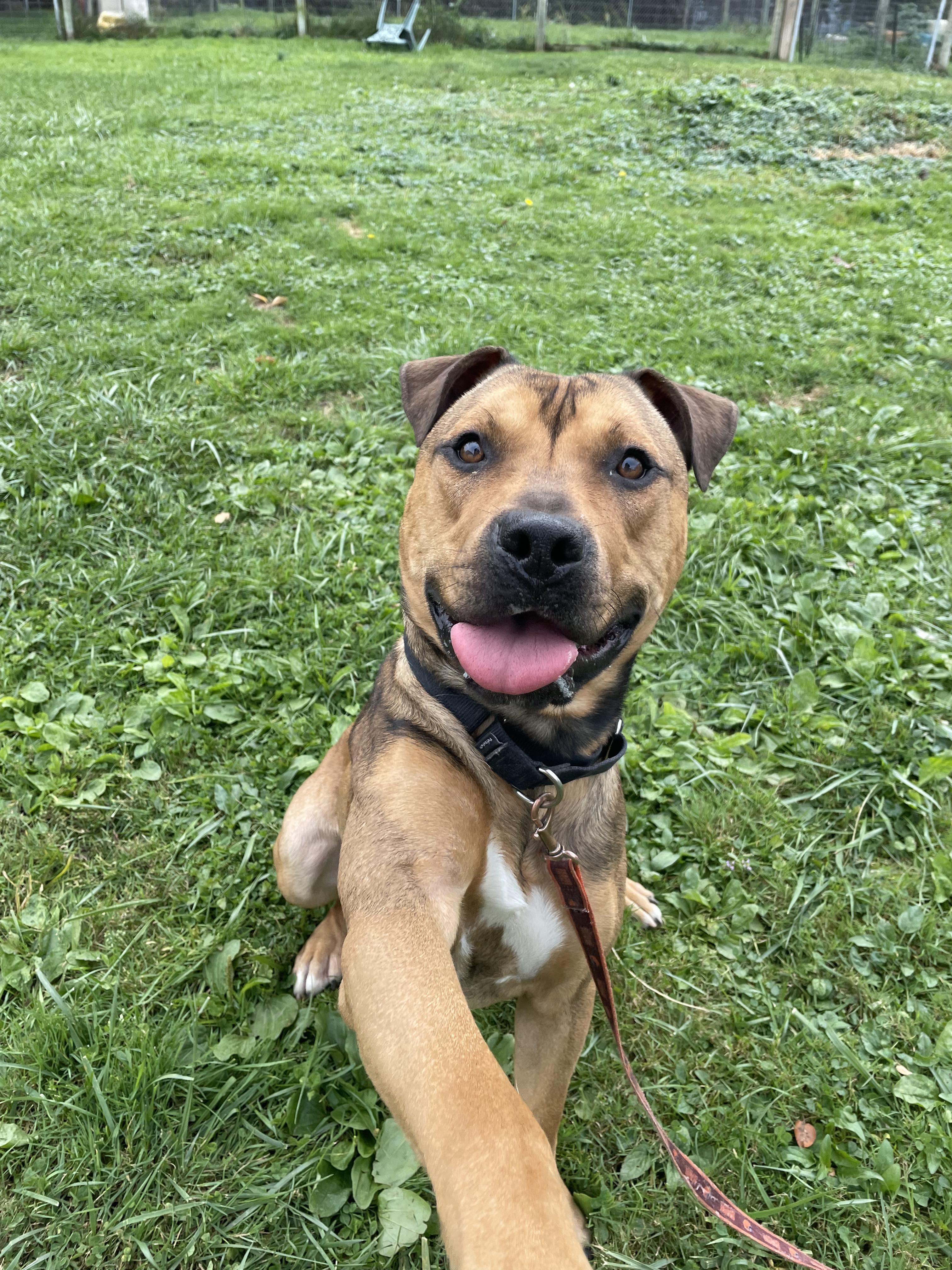 Moose, a Adoptable mixed breed in Brunswick, OH image 6/6
