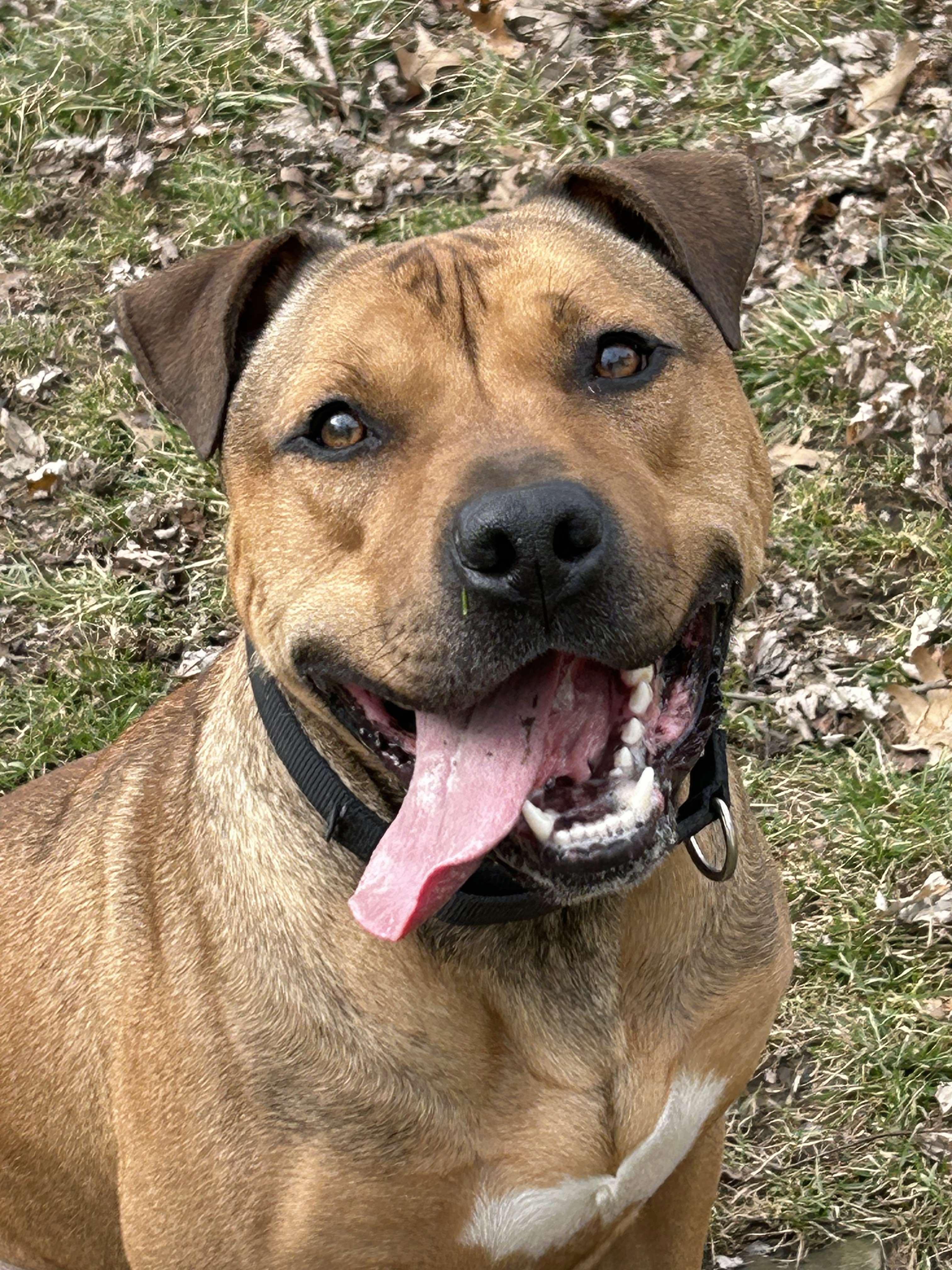 Moose, Adoptable, Young Male Mastiff & American Staffordshire Terrier.