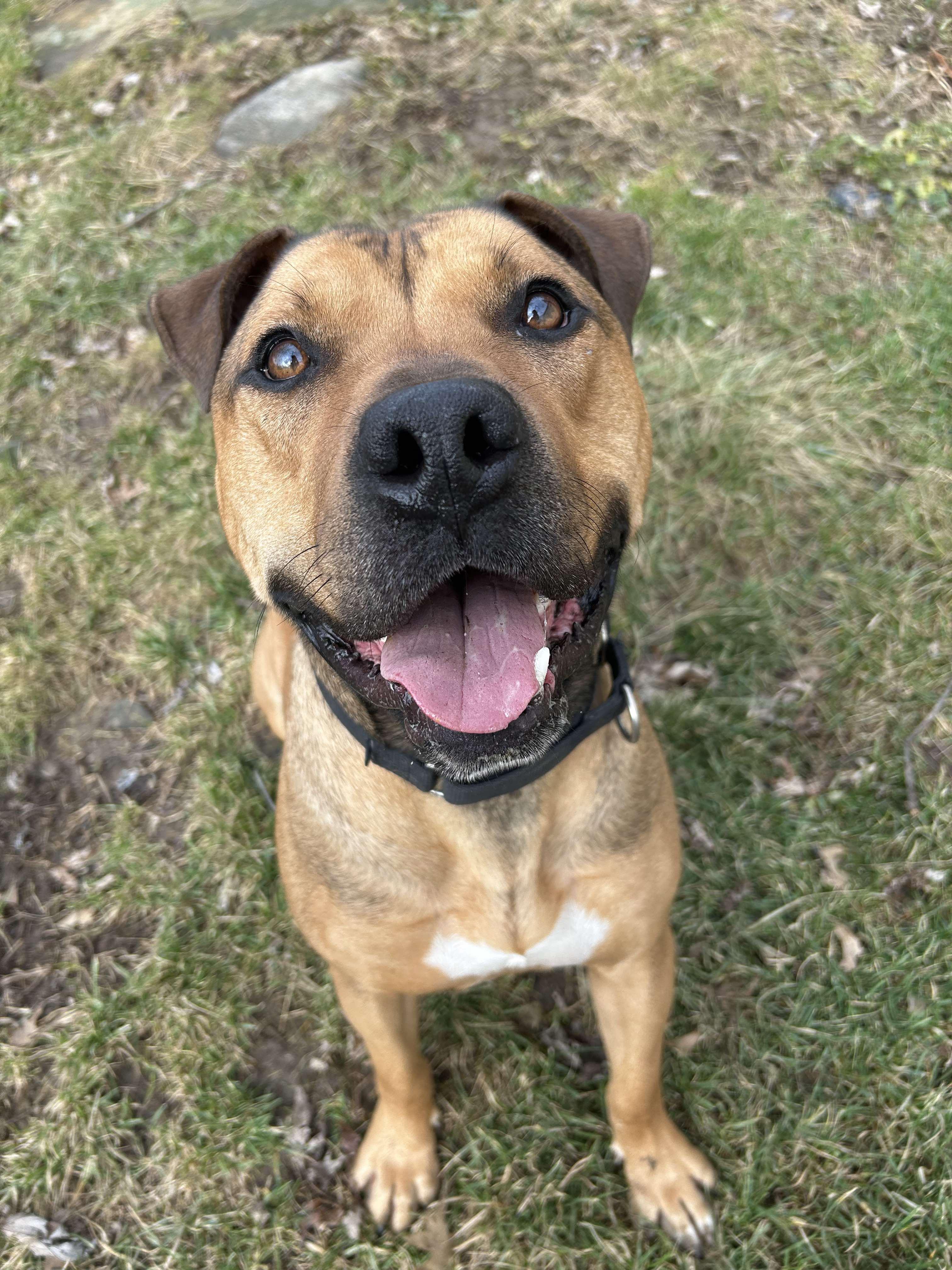 Moose, a Adoptable mixed breed in Brunswick, OH image 1/6