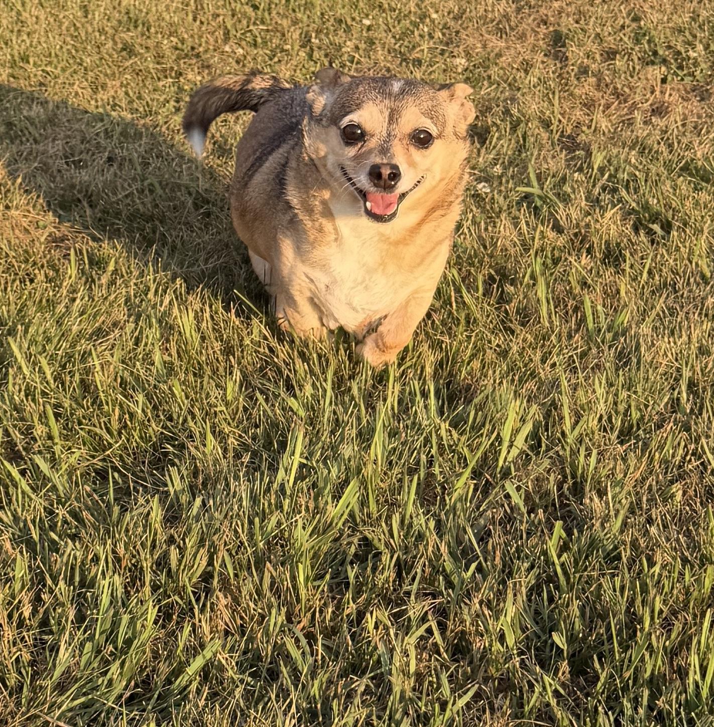 Buddy, a Adoptable mixed breed in Geneseo, IL image 2/6