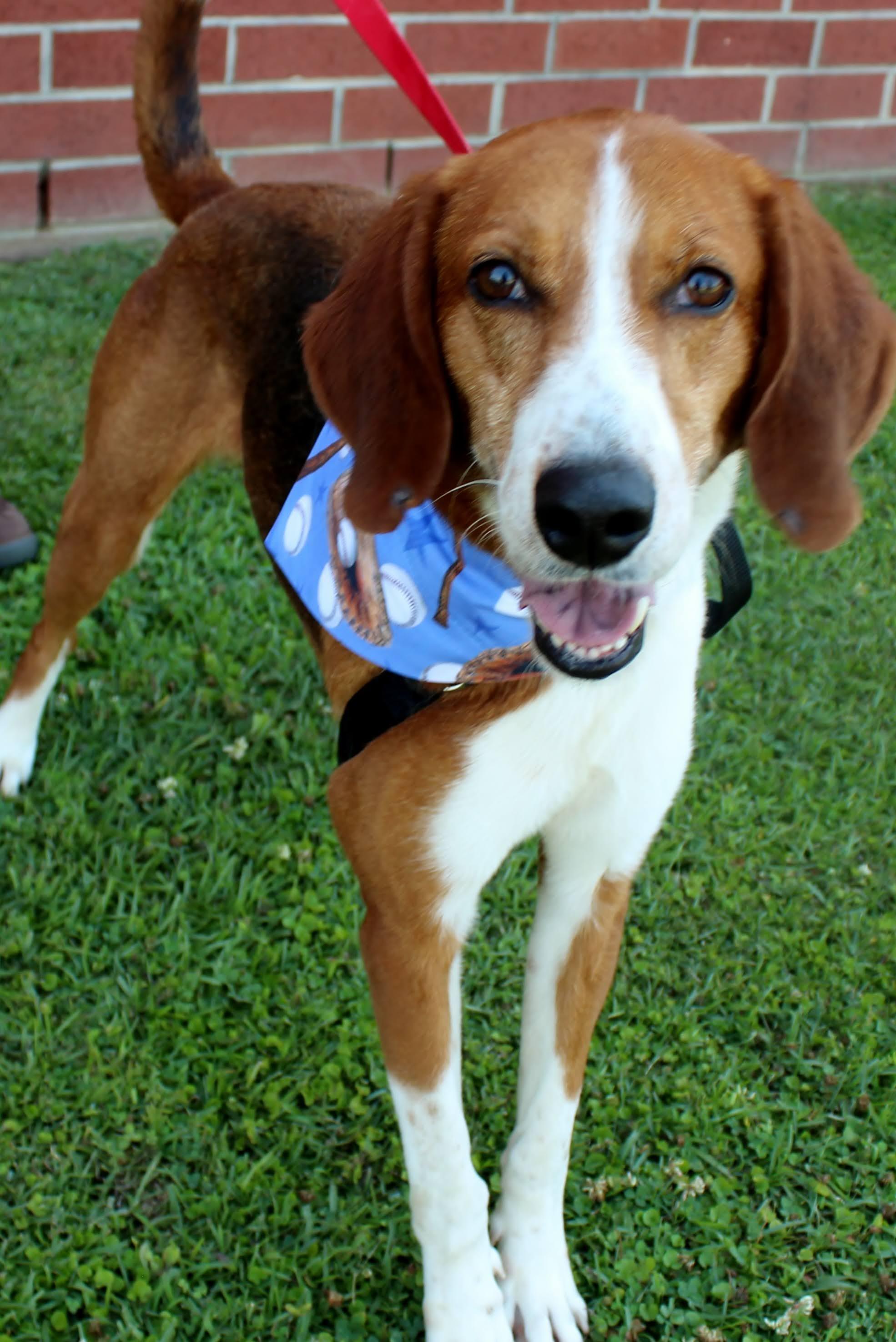 Enlarge Brave, a ADOPTABLE mixed breed in Burgaw, NC image 1/1