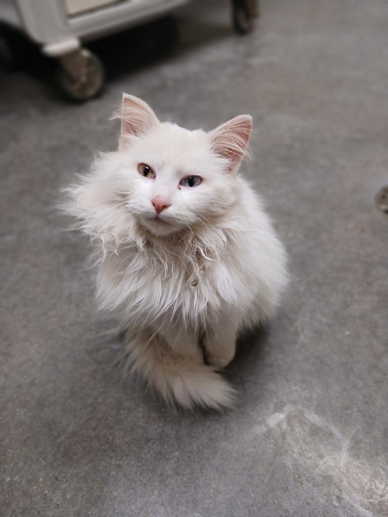 Loki, Adopted, Young Male Domestic Long Hair.