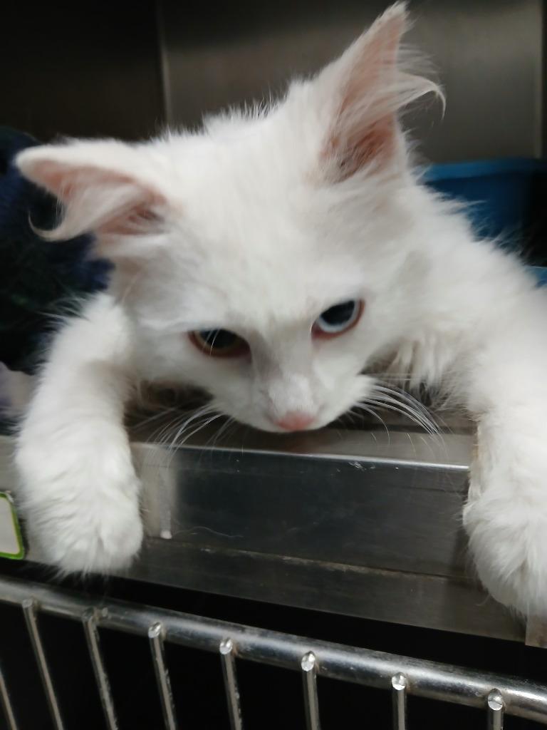 Loki, a Adopted mixed breed in Ladysmith, WI image 2/2