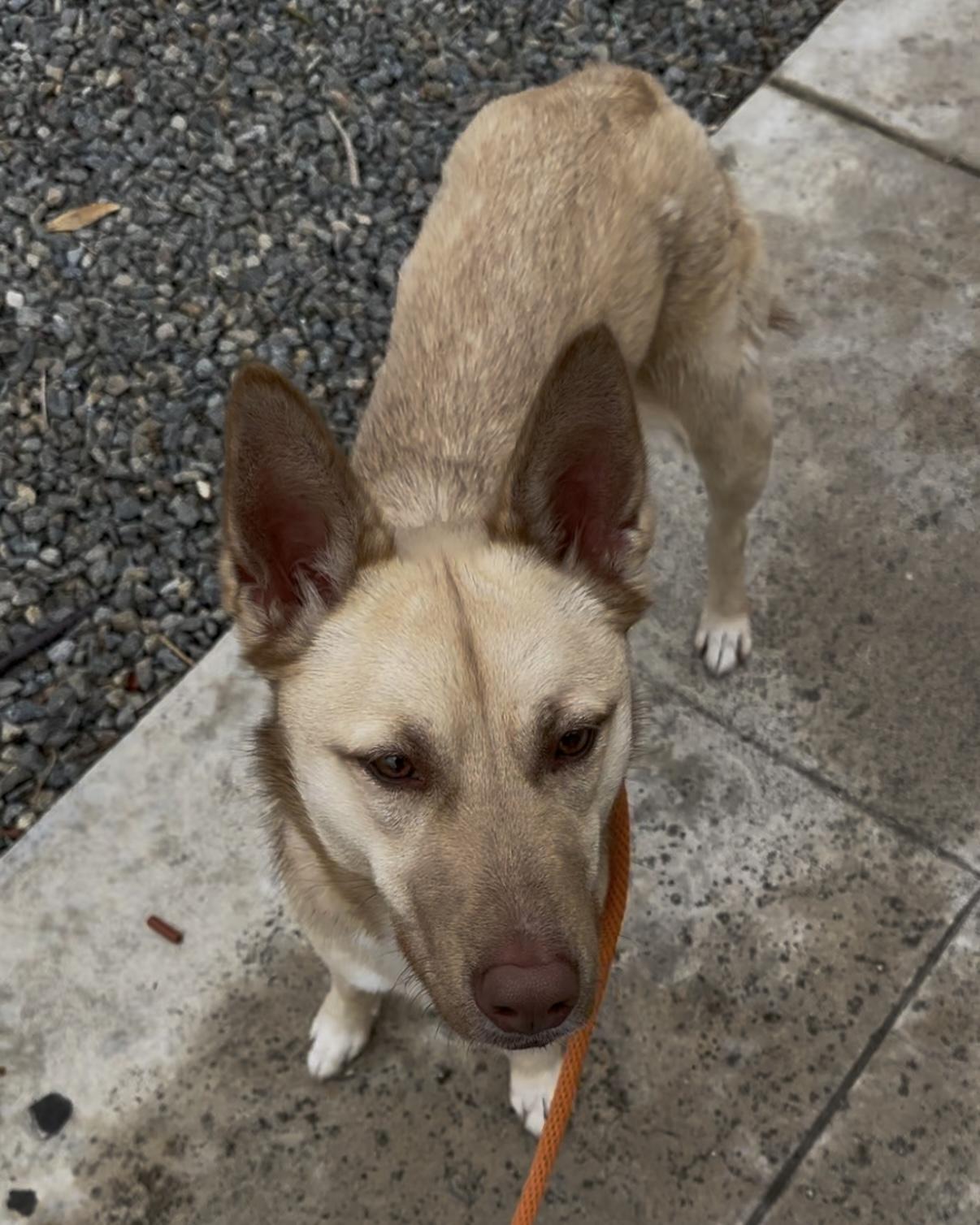 Maya, a Adoptable mixed breed in Tarzana, CA image 5/5