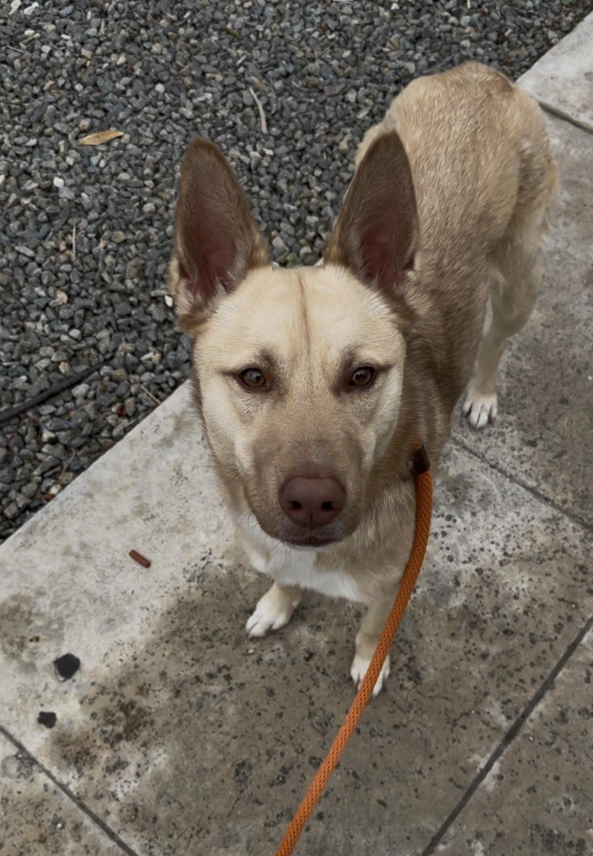 Maya, a Adoptable mixed breed in Tarzana, CA image 1/5