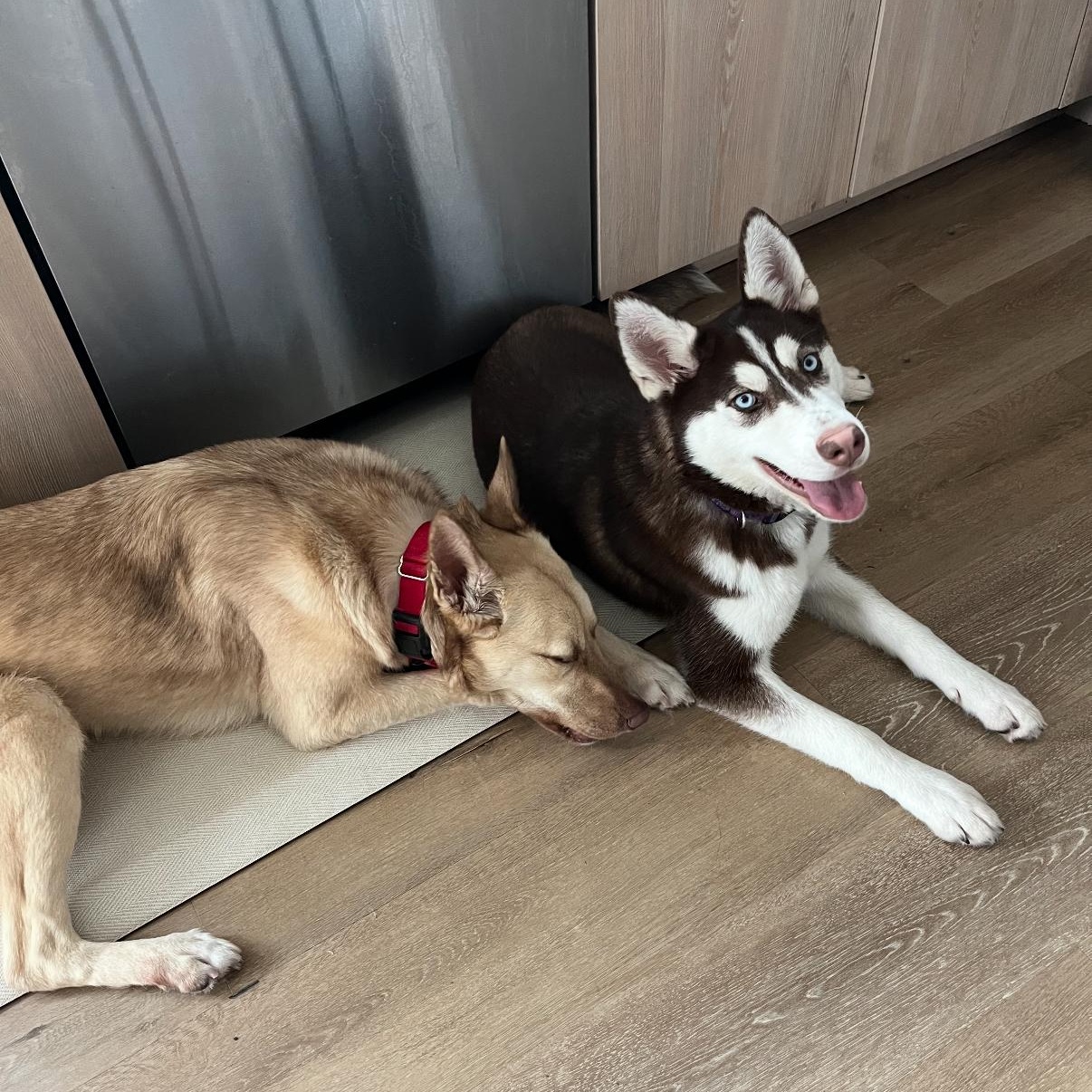 Maya, a Adoptable mixed breed in Tarzana, CA image 4/5