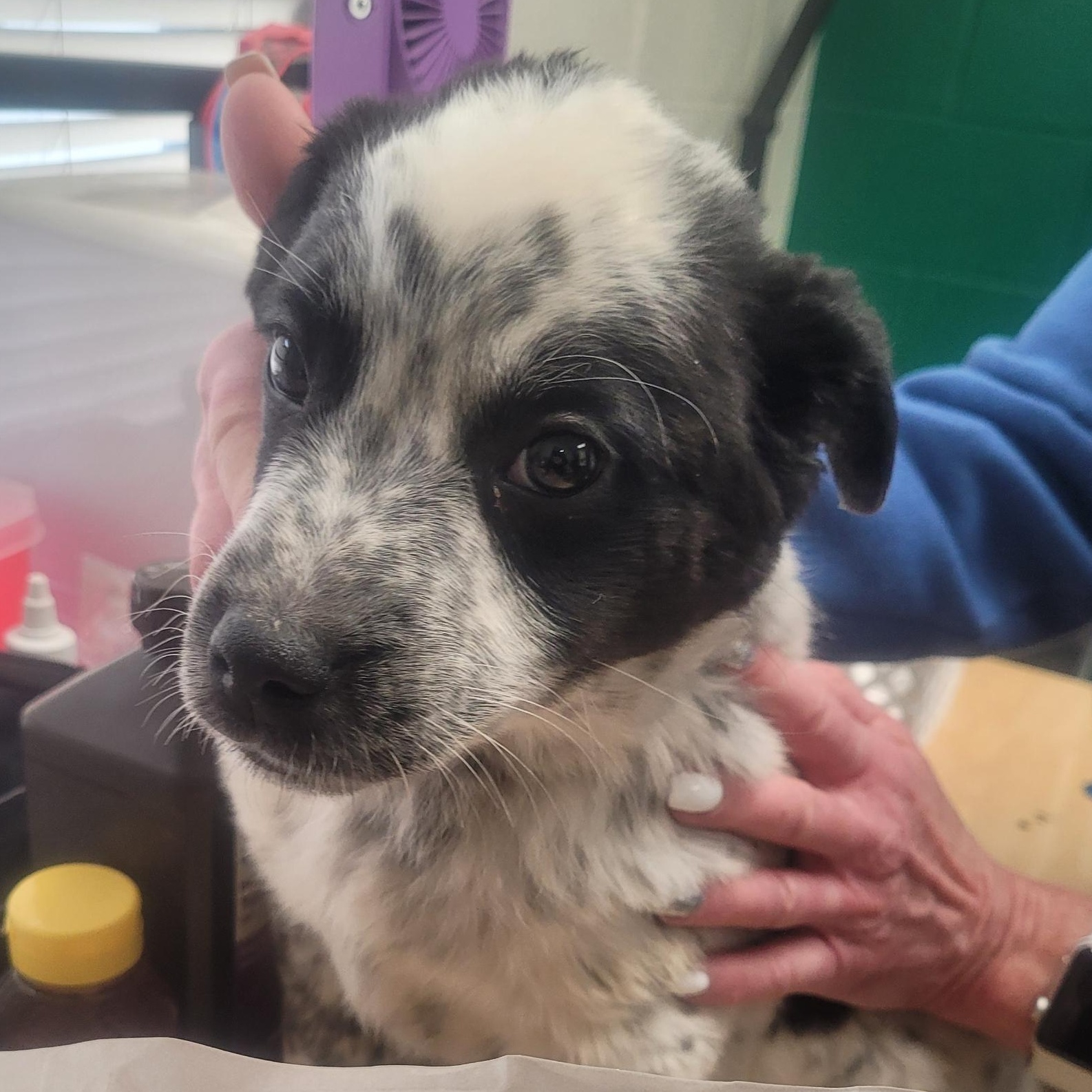 Enlarge Project, an adopted mixed breed in Blue Springs, MO image 1/1