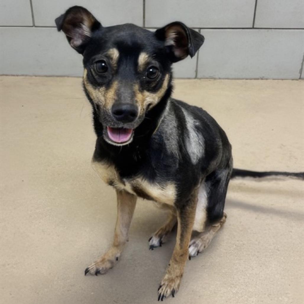 Baby Spice, Adoptable, Adult Female Miniature Pinscher & Mixed Breed.