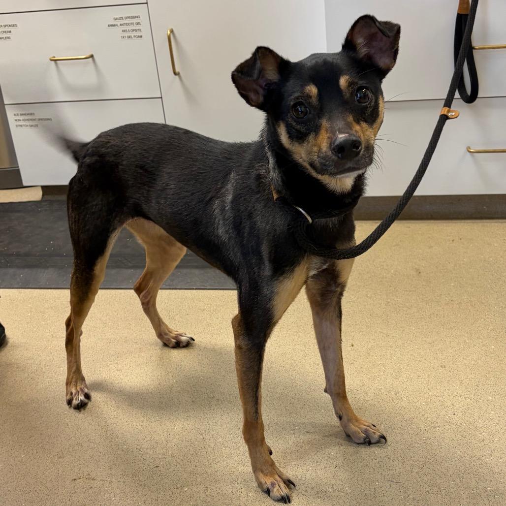 Enlarge Baby Spice, a Adoptable mixed breed in Nashville, TN image 2/2