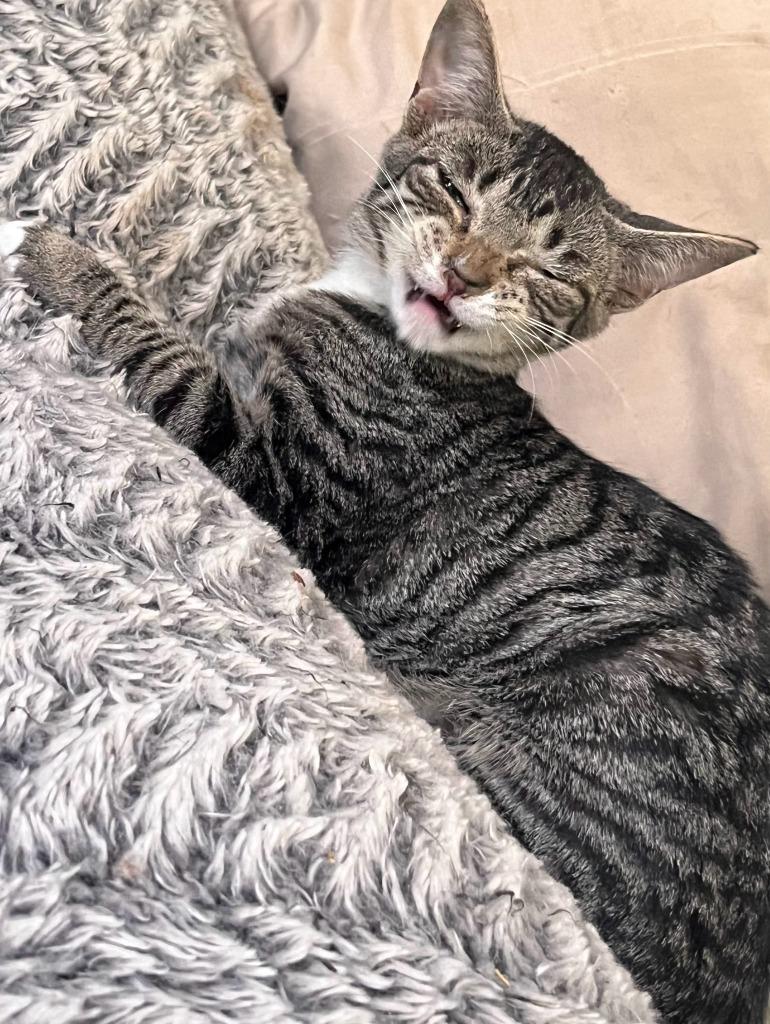 RILEY, Adoptable, Young Male Domestic Short Hair.