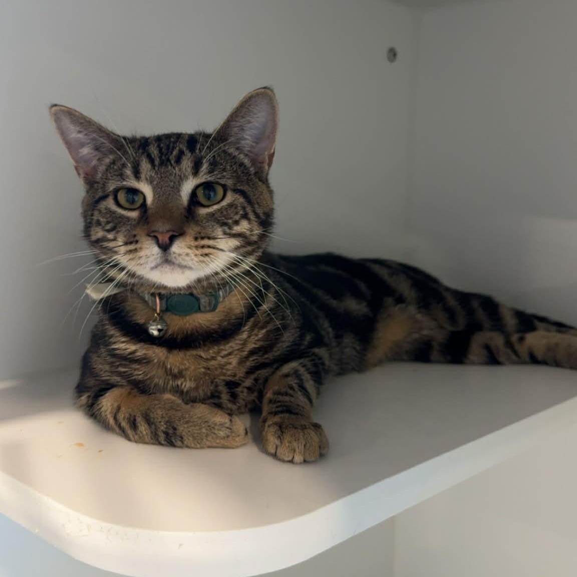 Enlarge Mushroom, a ADOPTABLE American Shorthair in Danbury, CT image 2/4