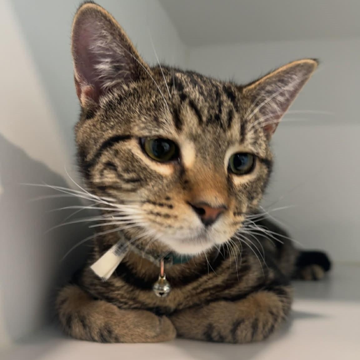 Enlarge Mushroom, a ADOPTABLE American Shorthair in Danbury, CT image 4/4