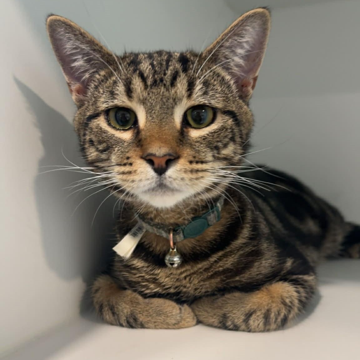 Enlarge Mushroom, a ADOPTABLE American Shorthair in Danbury, CT image 1/4