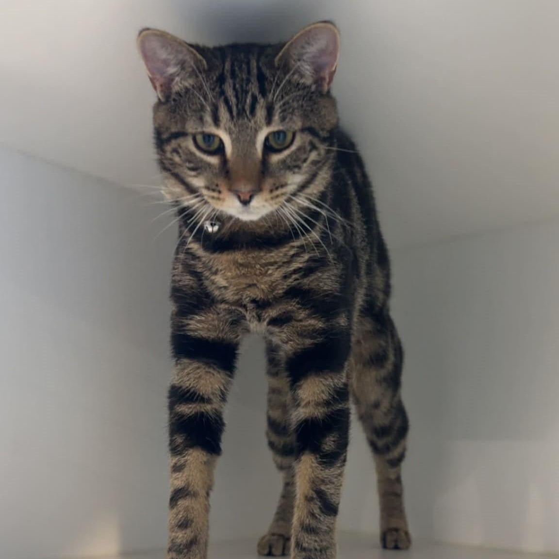 Enlarge Mushroom, a ADOPTABLE American Shorthair in Danbury, CT image 3/4