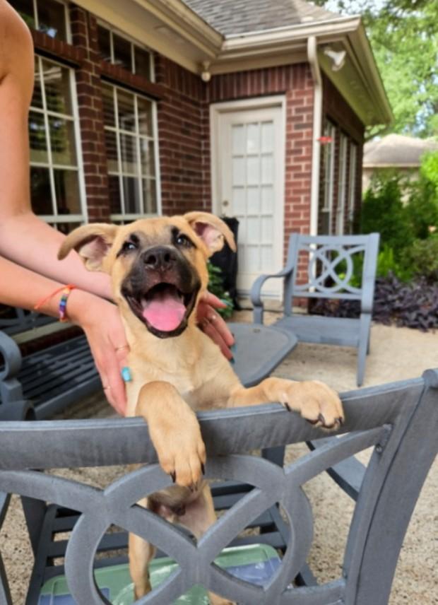 Enlarge Tawny the Loving Cuddle Boy, an adopted mixed breed in Auburn, WA image 2/6