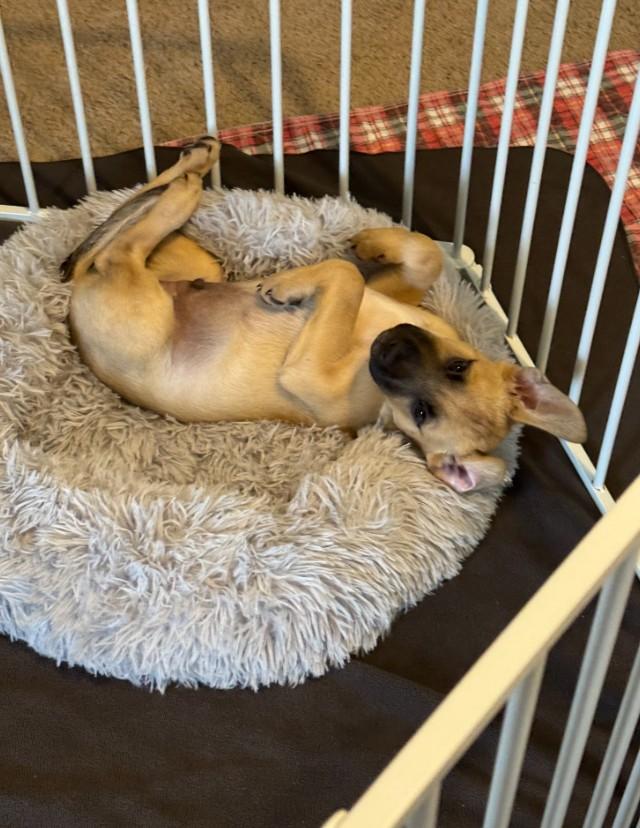 Enlarge Tawny the Loving Cuddle Boy, an adopted mixed breed in Auburn, WA image 4/6