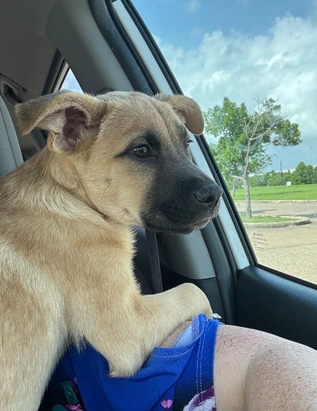 Tawny the Loving Cuddle Boy, adopted, Puppy Male Labrador Retriever & German Shepherd Dog.