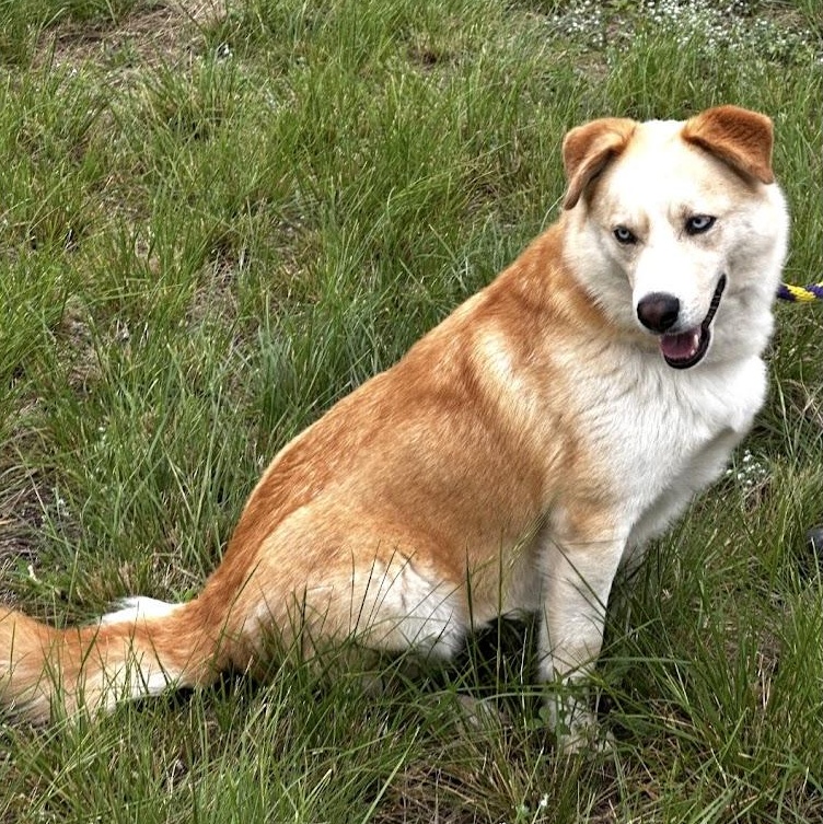 Chips, adoptable, Young Male Husky.
