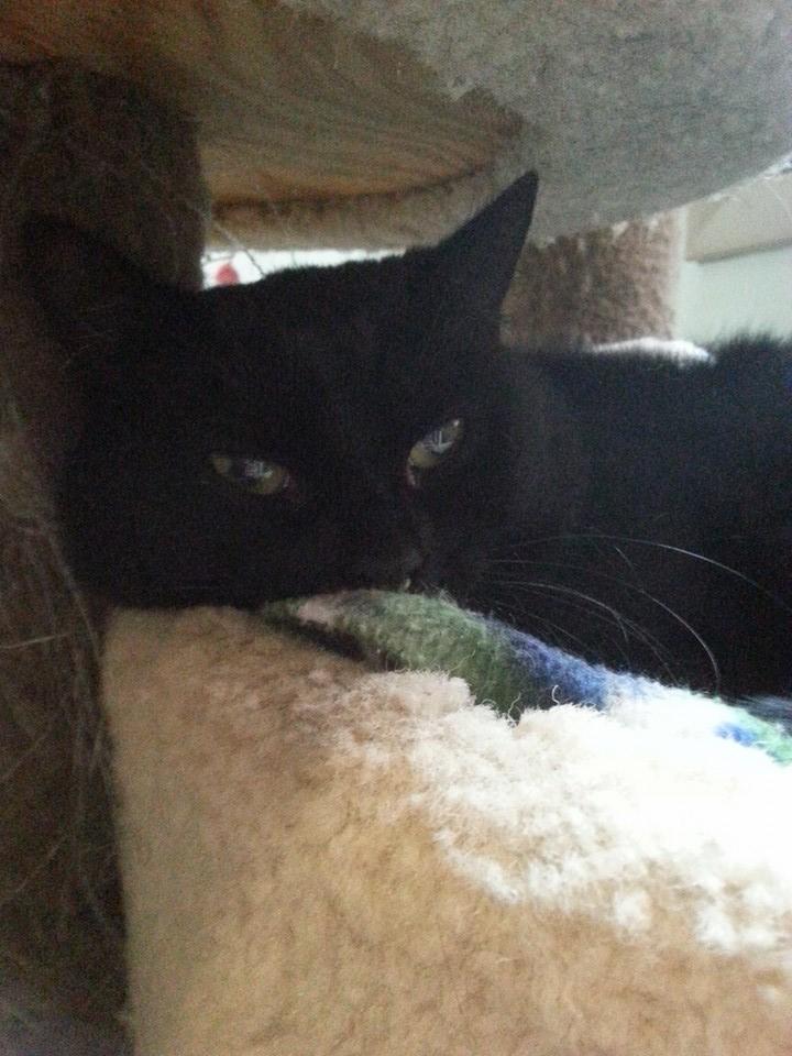 Tazman, a Adoptable American Shorthair in Lakewood, OH image 1/5