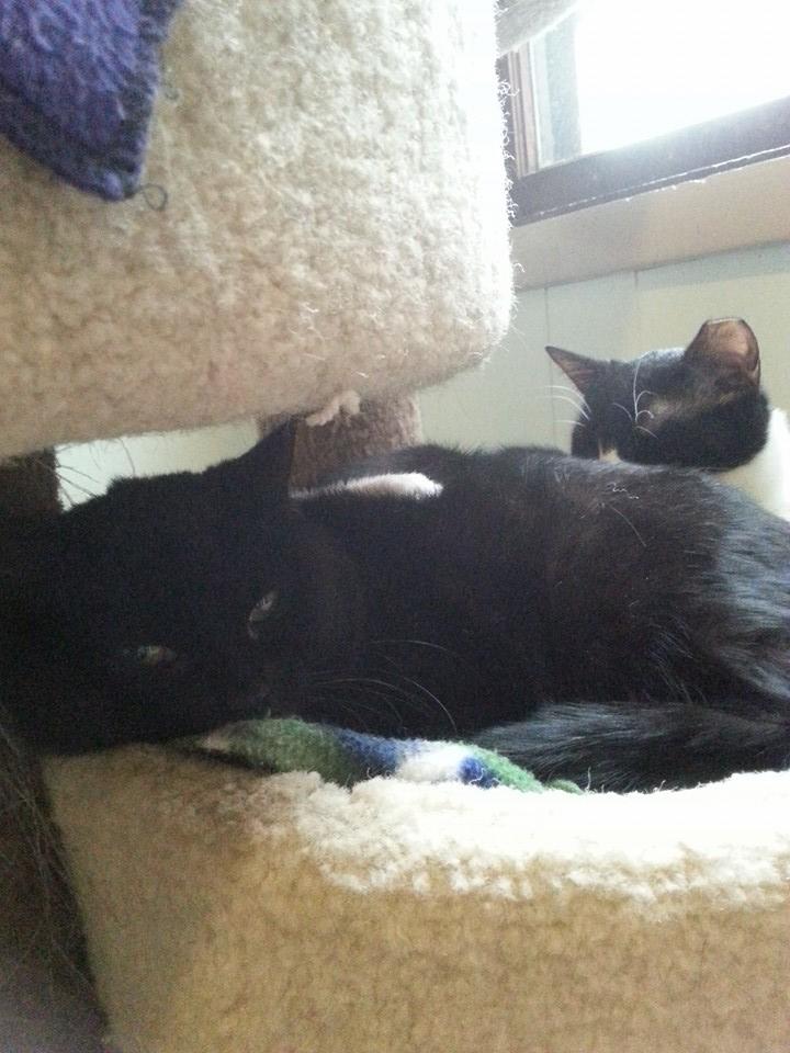 Tazman, a Adoptable American Shorthair in Lakewood, OH image 2/5