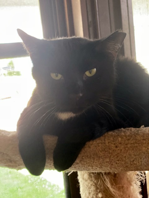 Tazman, a Adoptable American Shorthair in Lakewood, OH image 3/5